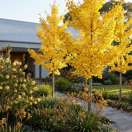 A garden with a striking Maidenhair Tree - Ginkgo biloba, its yellow leaves contrasting with green plants, is set before a house featuring a metal roof.