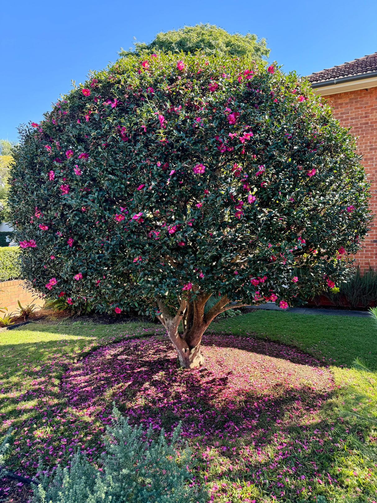 Hiryu Camellia - Camellia hiemalis 'Hiryu' - Brisbane Plant Nursery