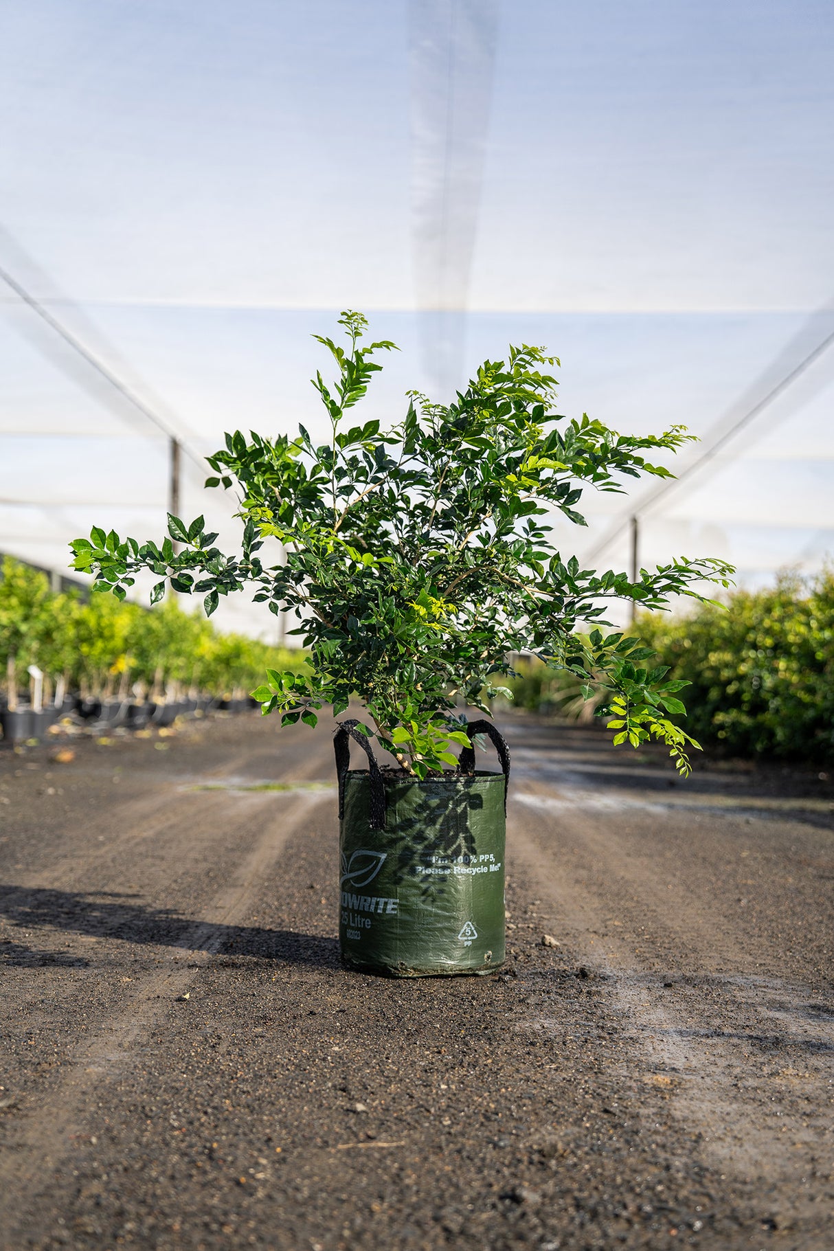 Mock Orange - Murraya paniculata - Brisbane Plant Nursery