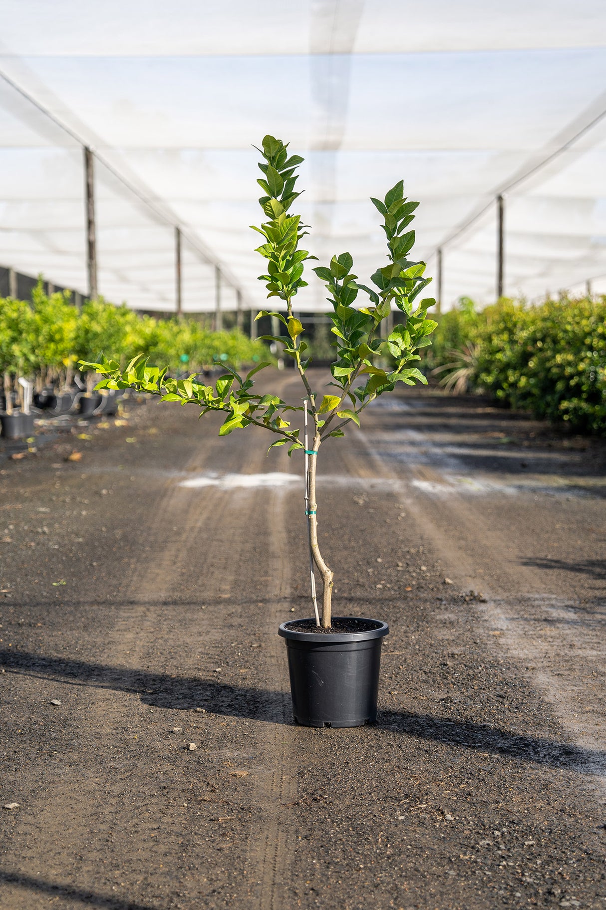 Eureka Lemon Tree - Citrus limon 'Eureka' - Brisbane Plant Nursery