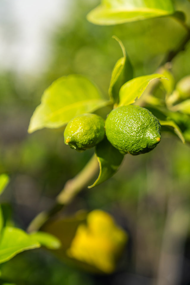 Persian Lime Tree - Citrus latifolia - Brisbane Plant Nursery