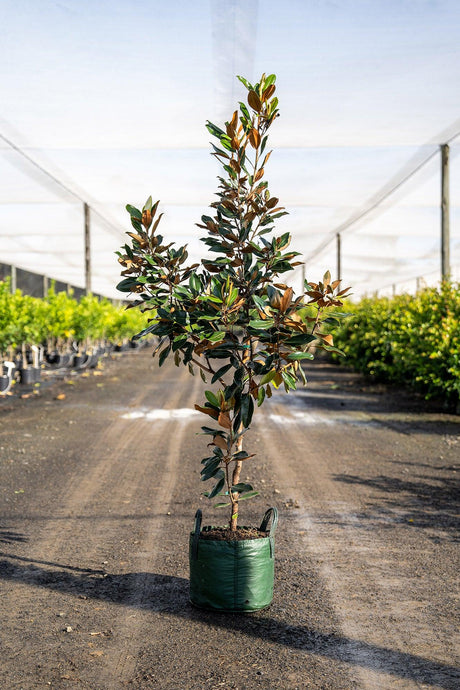 Little Gem Magnolia - Magnolia grandiflora 'Little Gem' - Brisbane Plant Nursery