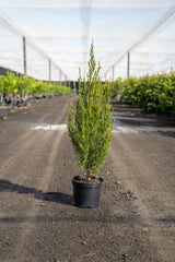 Spartan Juniper - Juniperus chinensis 'Spartan' - Brisbane Plant Nursery