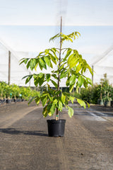 Silver Ash Tree - Flindersia schottiana - Brisbane Plant Nursery