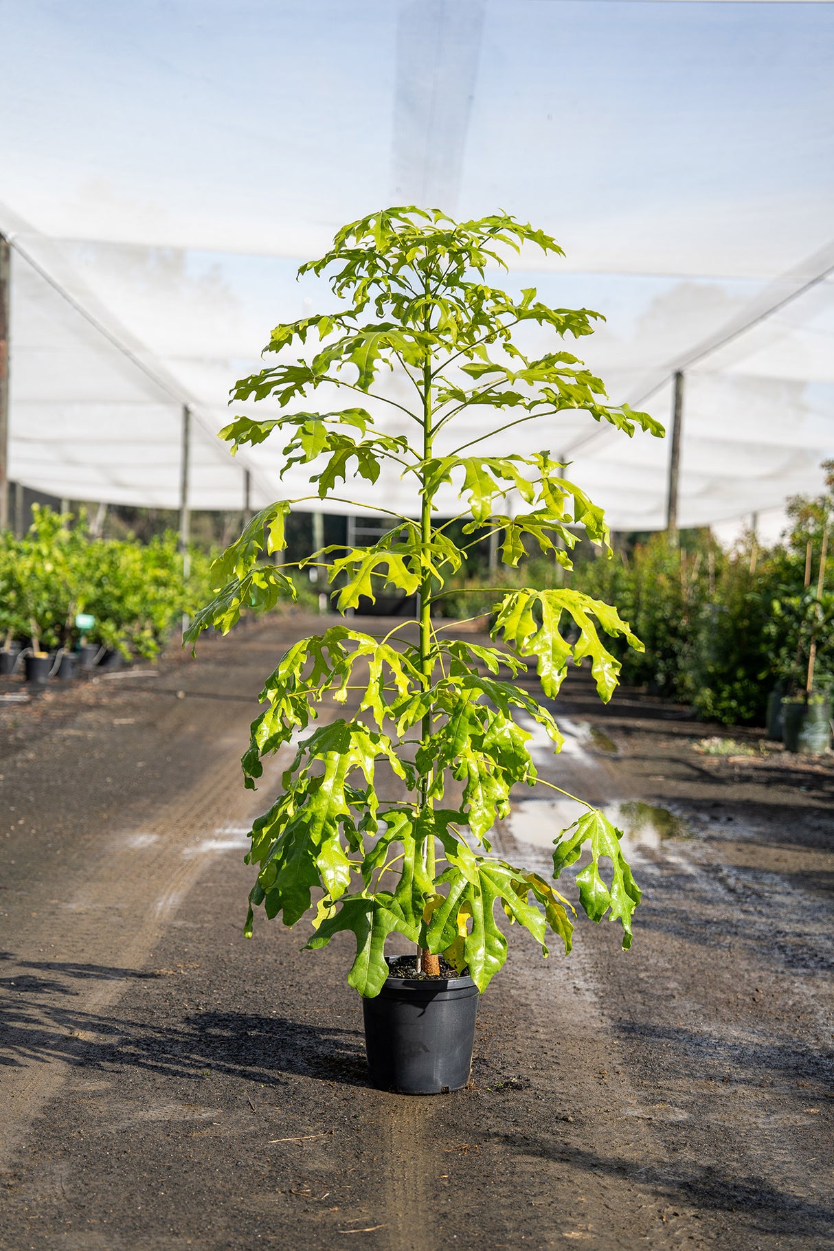 Illawarra Flame Tree - Brachychiton acerifolius - Brisbane Plant Nursery