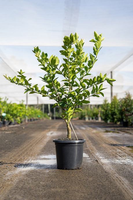 Persian Lime Tree - Citrus latifolia - Brisbane Plant Nursery