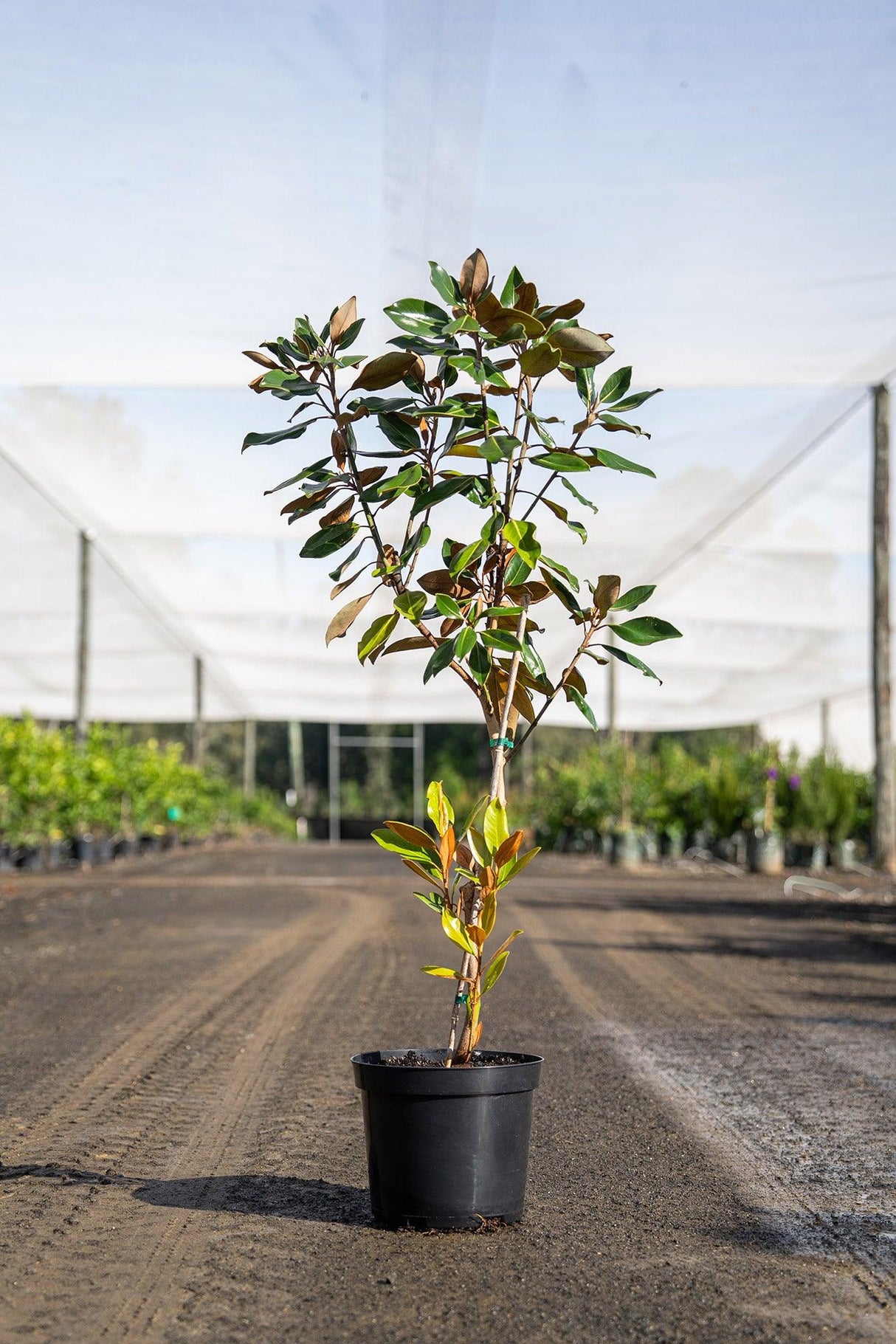 Little Gem Magnolia - Magnolia grandiflora 'Little Gem' - Brisbane Plant Nursery