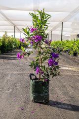 Alstonville Tibouchina - Tibouchina lepidota 'Alstonville' - Brisbane Plant Nursery