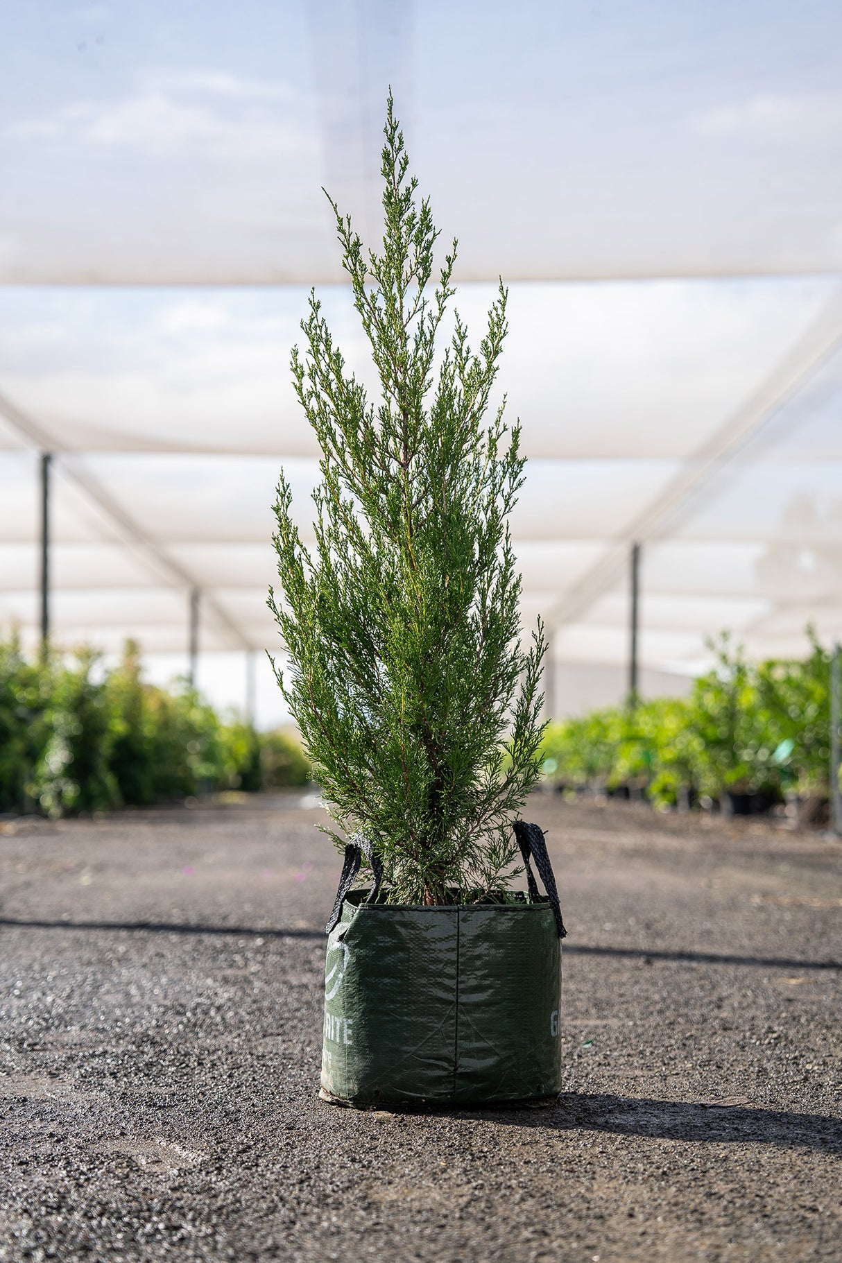 Spartan Juniper - Juniperus chinensis 'Spartan' - Brisbane Plant Nursery