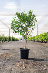 Imperial Mandarin Tree - Citrus reticulata - Brisbane Plant Nursery