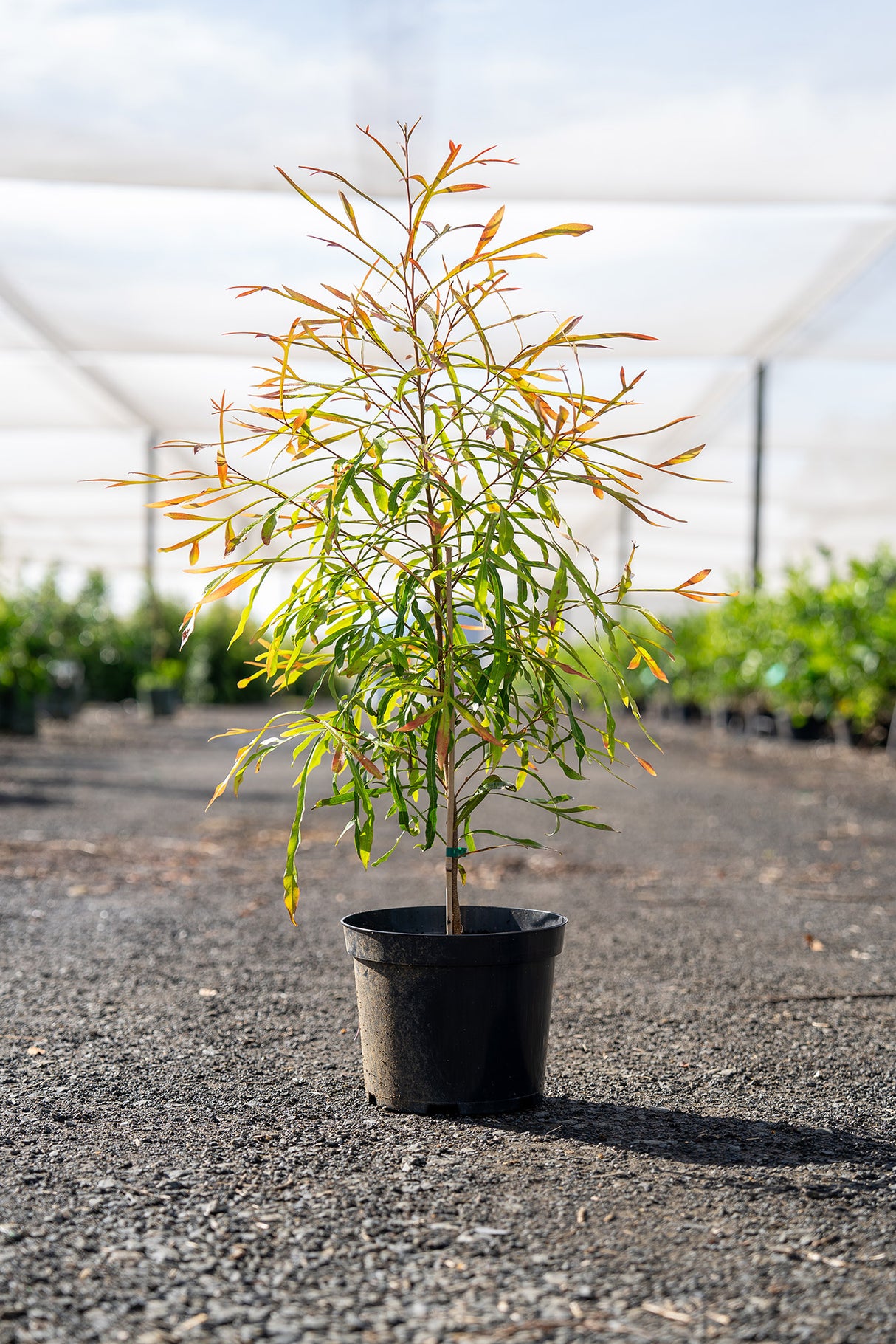 Ivory Curl Tree - Buckinghamia celsissima - Brisbane Plant Nursery