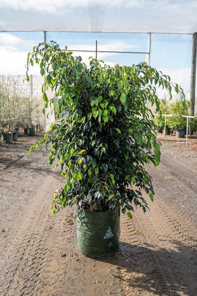 Midnight Beauty Ficus - Ficus benjamina 'Midnight Beauty' - Brisbane Plant Nursery