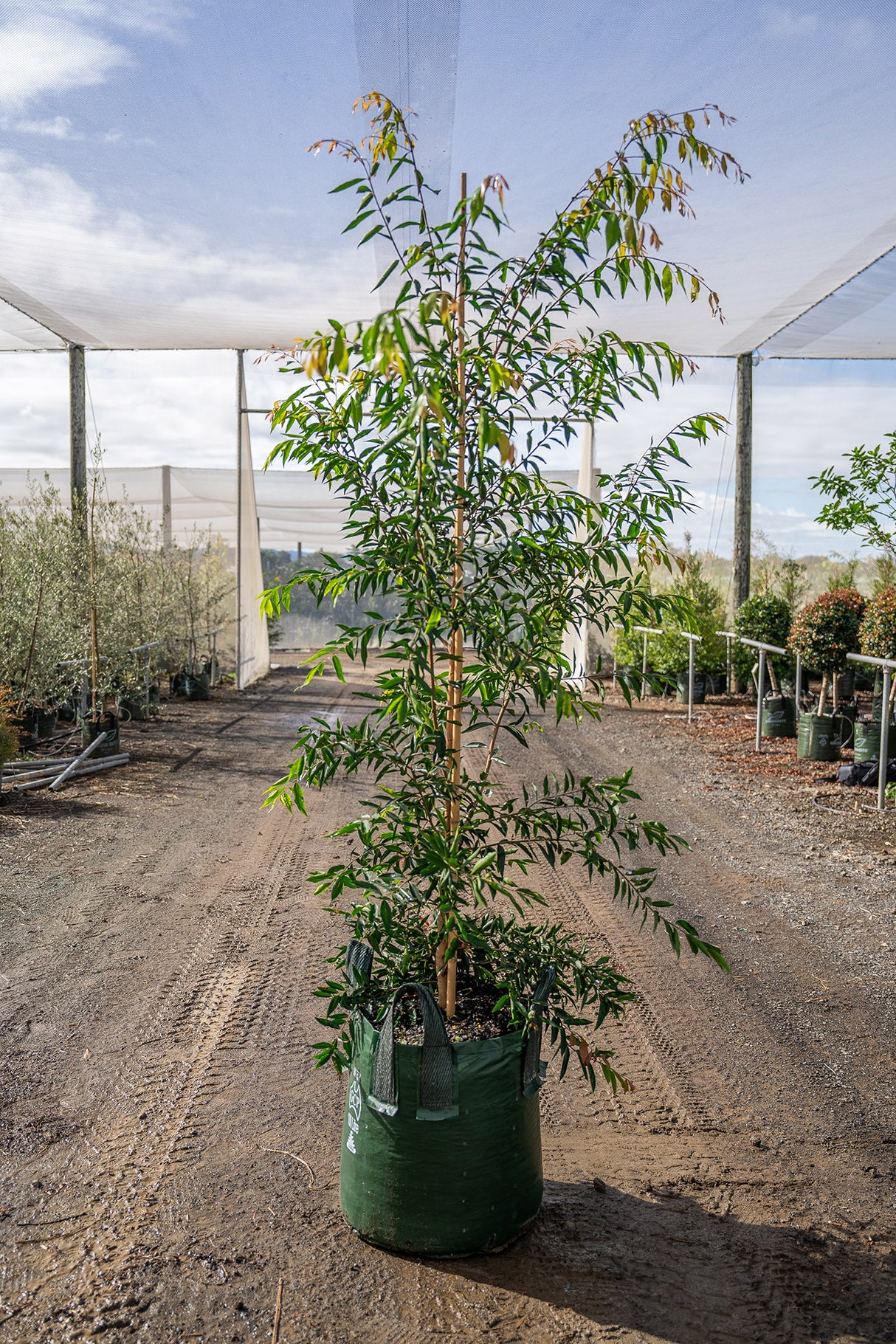 Weeping Lilly Pilly Tree - Waterhousia floribunda - Brisbane Plant Nursery