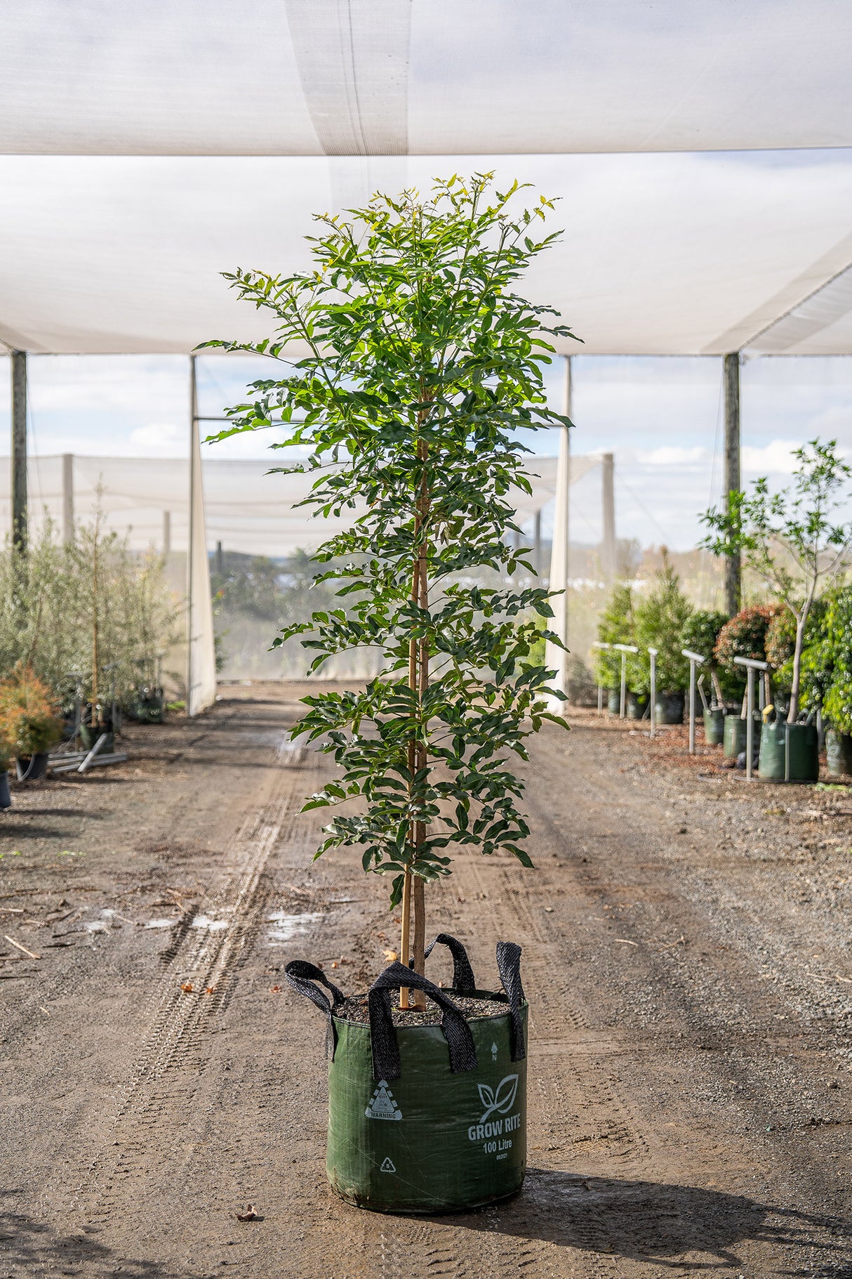 Australian Teak Tree - Flindersia australis - Brisbane Plant Nursery