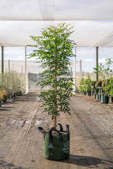 Australian Teak Tree - Flindersia australis - Brisbane Plant Nursery