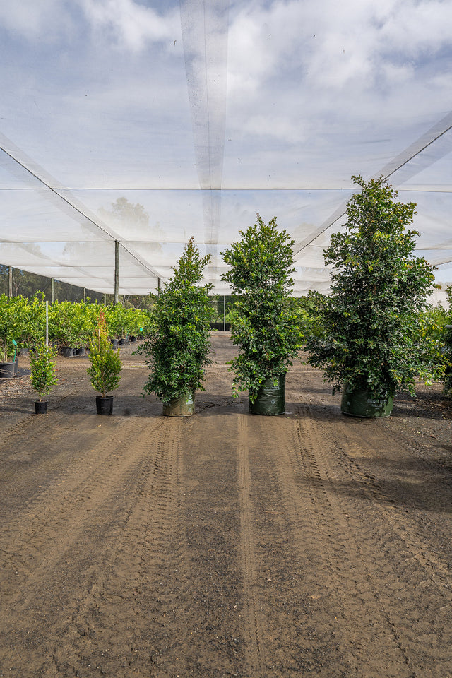 Lilly Pilly Resilience - Syzygium australe 'Resilience' - Brisbane Plant Nursery