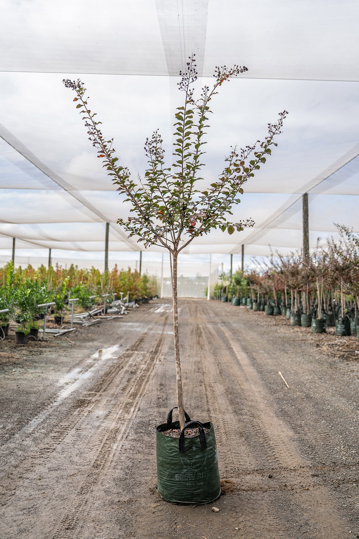 Pink Crepe Myrtle - Lagerstroemia 'Zuni' - Brisbane Plant Nursery