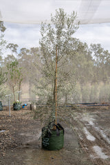 Tolleys Upright Olive Tree - Olea europaea 'Tolleys Upright' - Brisbane Plant Nursery