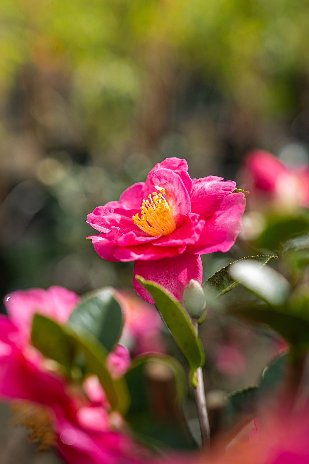 Hiryu Camellia - Camellia hiemalis 'Hiryu' - Brisbane Plant Nursery