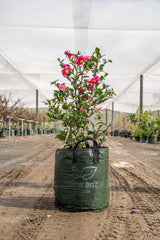 Hiryu Camellia - Camellia hiemalis 'Hiryu' - Brisbane Plant Nursery