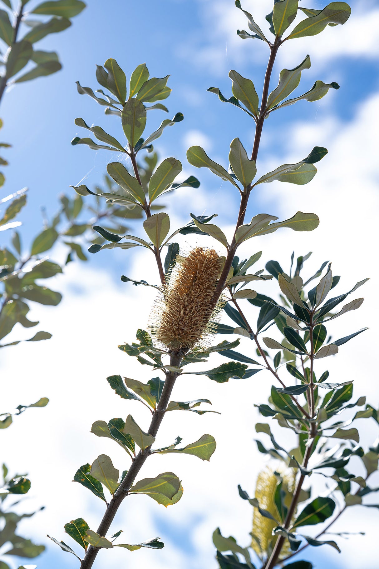 Coast Banksia - Banksia integrifolia - Brisbane Plant Nursery