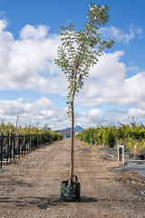 Coast Banksia - Banksia integrifolia - Brisbane Plant Nursery