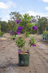 Alstonville Tibouchina - Tibouchina lepidota 'Alstonville' - Brisbane Plant Nursery