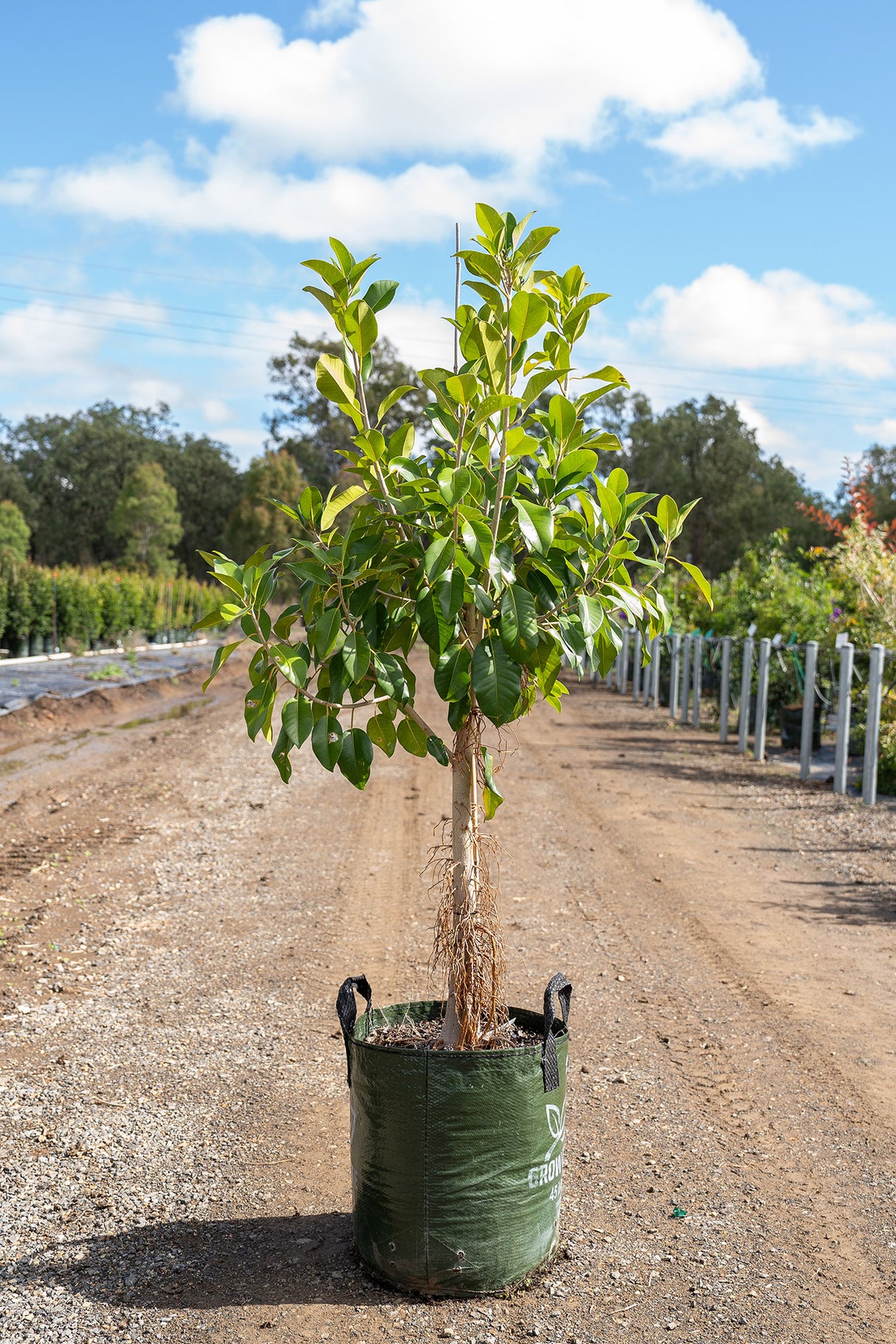 Rusty Fig Tree - Ficus rubiginosa - Brisbane Plant Nursery