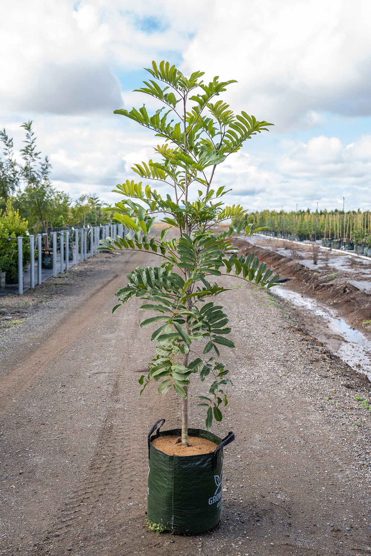 Australian Tulipwood Tree - Harpullia pendula - Brisbane Plant Nursery