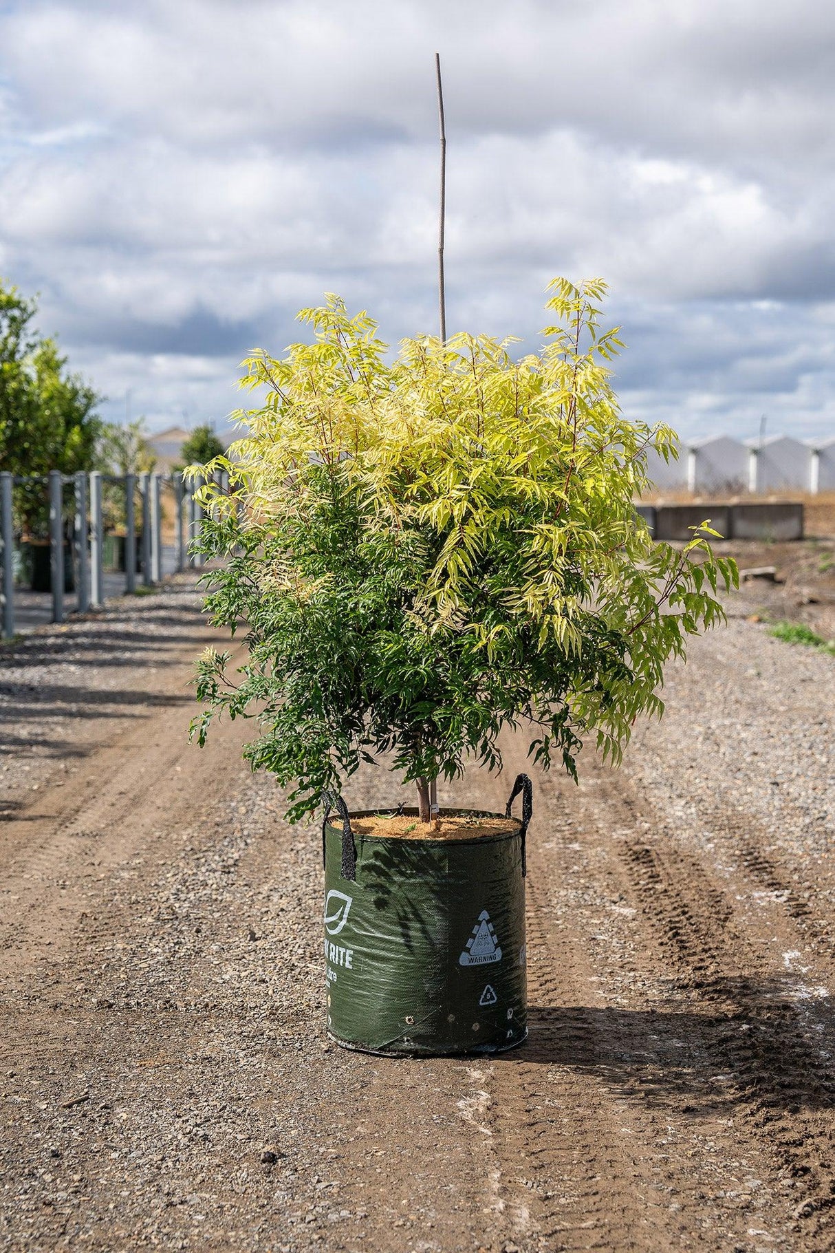 Fine Leaved Tuckeroo - Lepiderema pulchella - Brisbane Plant Nursery