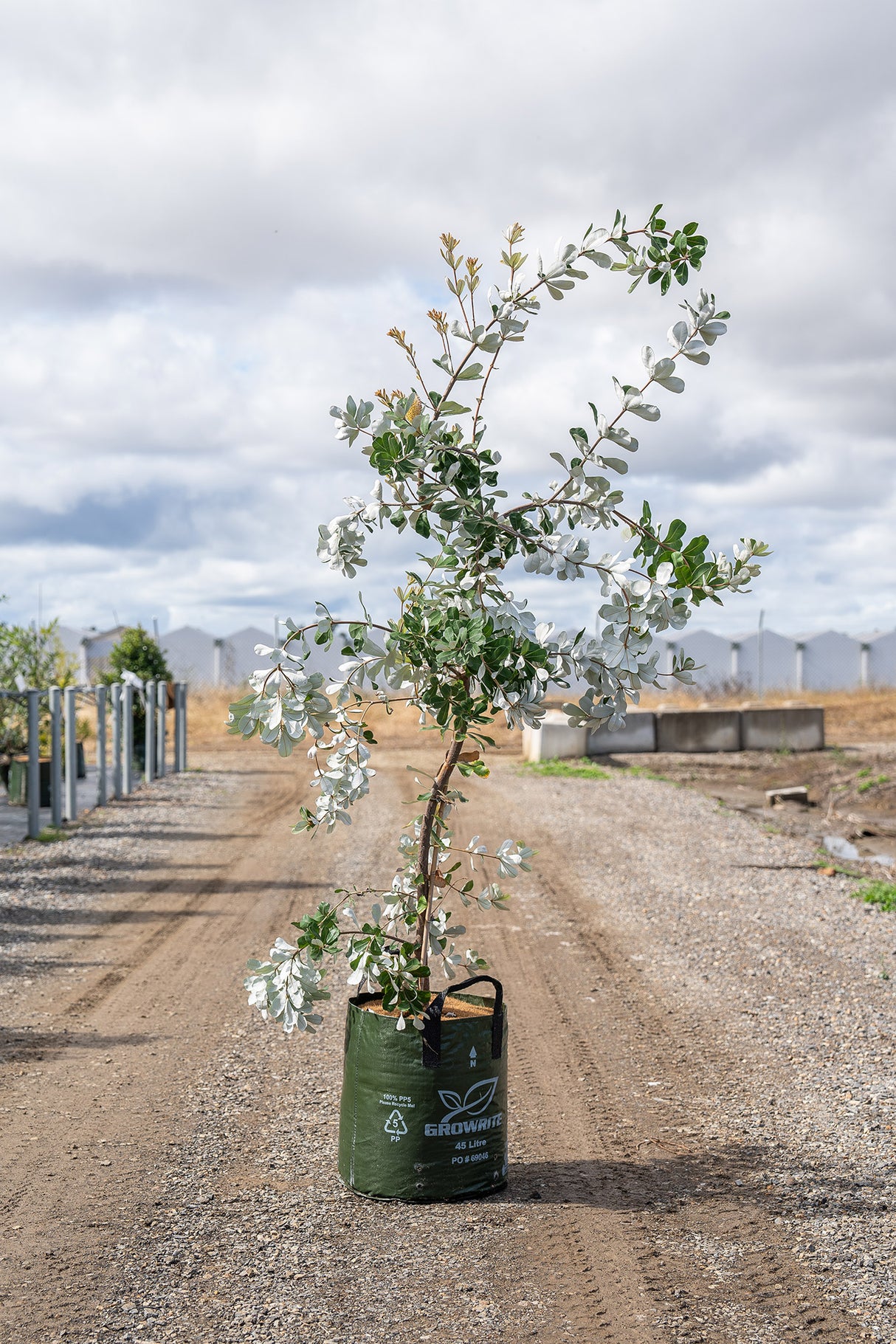 Coast Banksia - Banksia integrifolia - Brisbane Plant Nursery