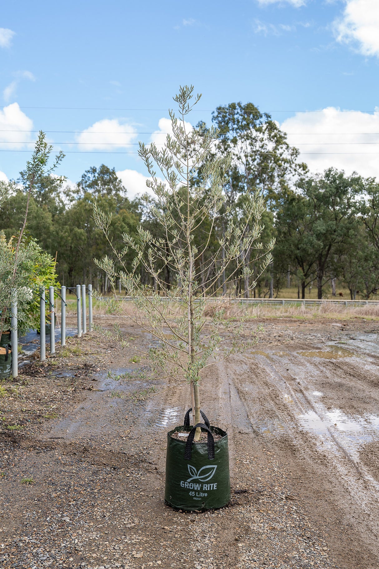 Tolleys Upright Olive Tree - Olea europaea 'Tolleys Upright' - Brisbane Plant Nursery