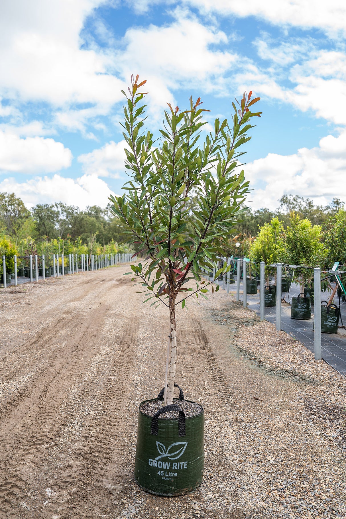 Water Gum Tree - Tristaniopsis laurina - Brisbane Plant Nursery