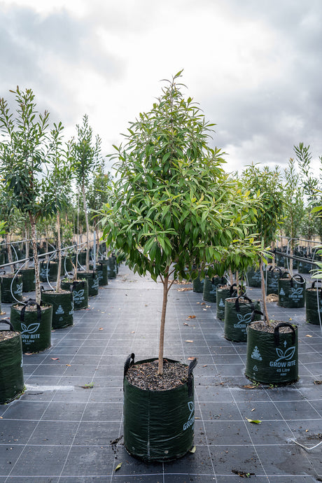 Lemon Scented Myrtle - Backhousia citriodora - Brisbane Plant Nursery