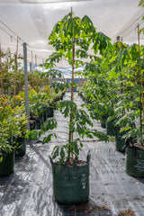 Illawarra Flame Tree - Brachychiton acerifolius - Brisbane Plant Nursery