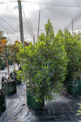 Blueberry Ash Tree - Elaeocarpus reticulatus - Brisbane Plant Nursery