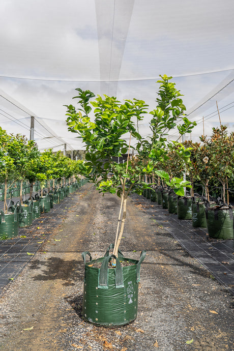 Eureka Lemon Tree - Citrus limon 'Eureka' - Brisbane Plant Nursery