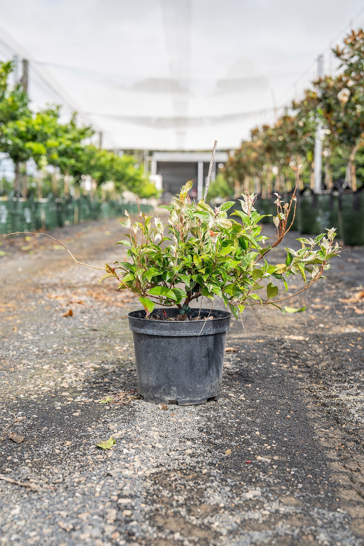 Variegated Jasmine - Trachelospermum jasminoides 'Tricolor' - Brisbane Plant Nursery