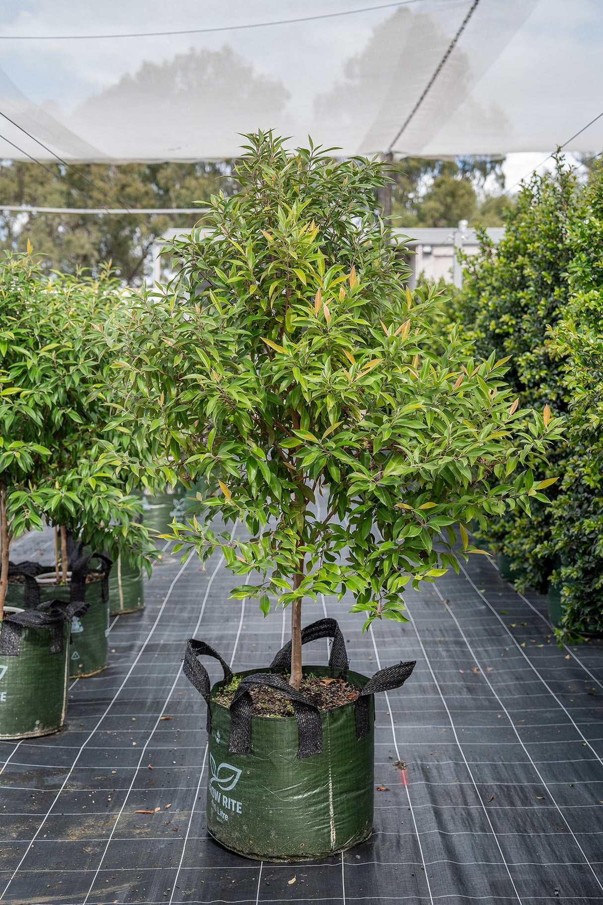 Lemon Scented Myrtle - Backhousia citriodora - Brisbane Plant Nursery