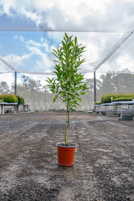 Persian Lime Tree - Citrus latifolia - Brisbane Plant Nursery