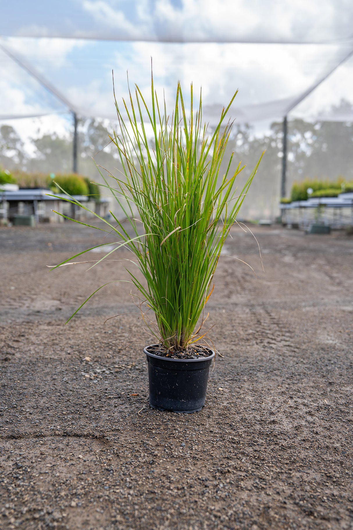 Lime Tuff Lomandra - Lomandra 'Lime Tuff' - Brisbane Plant Nursery