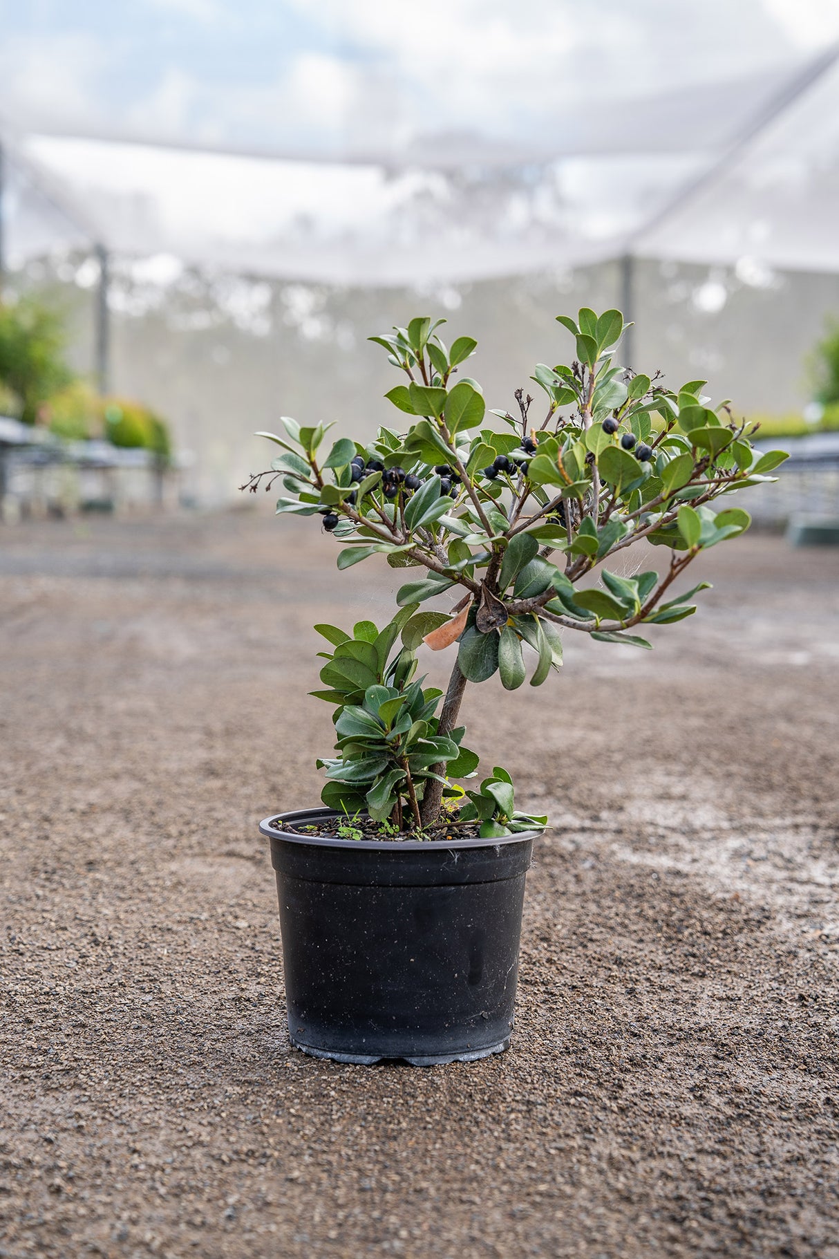 Umbellata Rhaphiolepis - Rhaphiolepis umbellata - Brisbane Plant Nursery