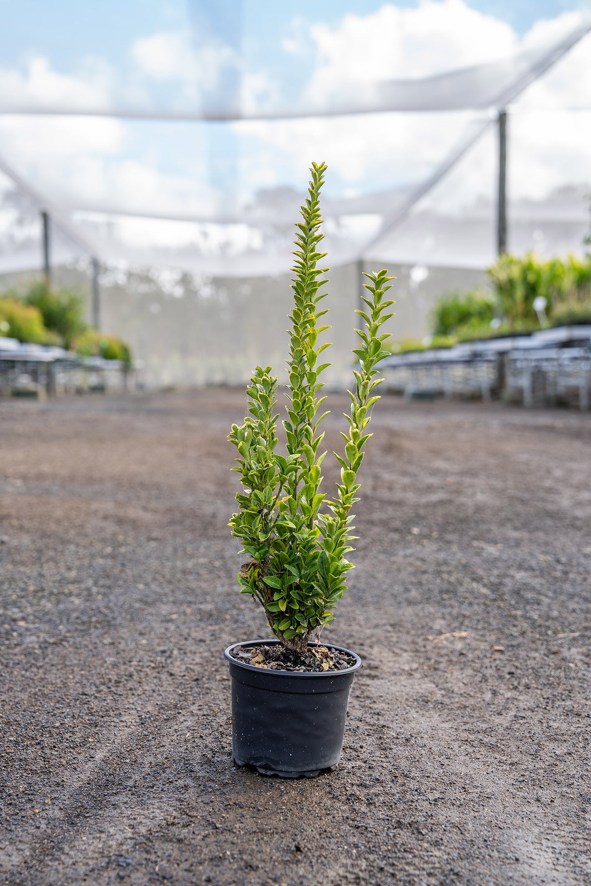 Japanese spindle - Euonymus japonicus - Brisbane Plant Nursery