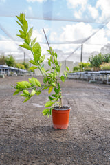 Washington Navel Orange Tree - Citrus sinensis - Brisbane Plant Nursery