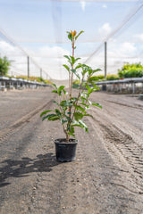 Red Robin - Photinia × fraseri - Brisbane Plant Nursery