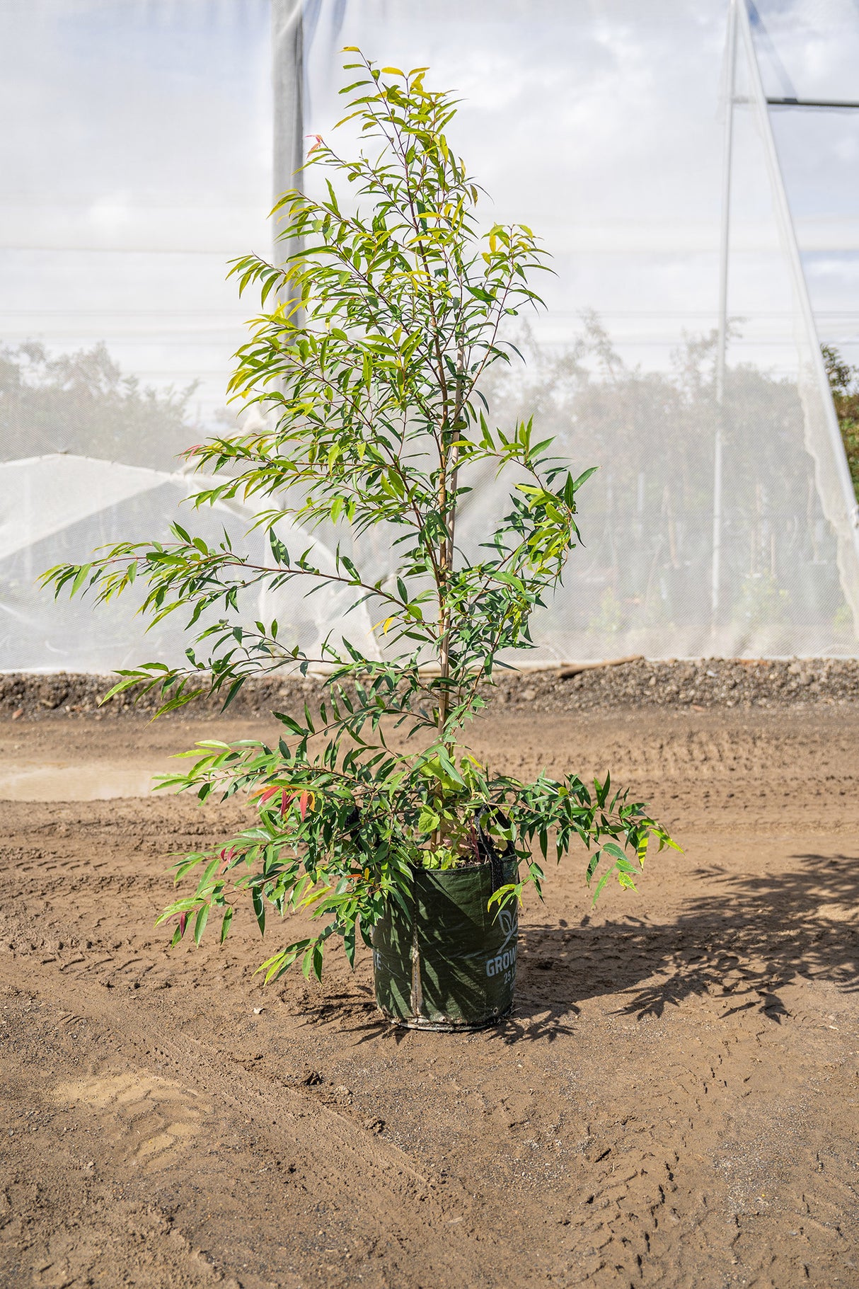 Weeping Lilly Pilly Tree - Waterhousia floribunda - Brisbane Plant Nursery