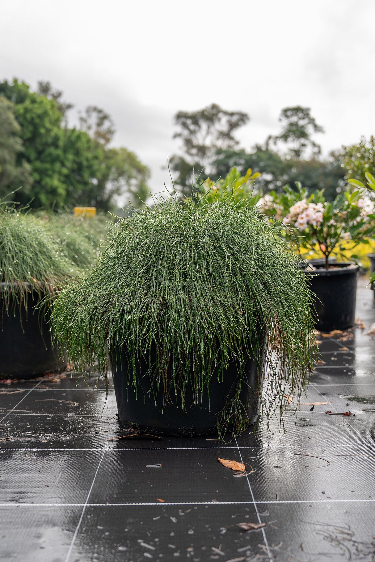 Cousin It - Casuarina glauca - Brisbane Plant Nursery