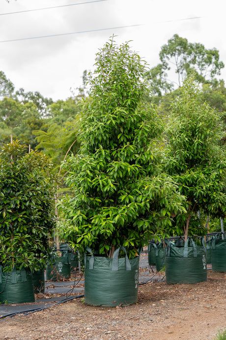 Lemon Scented Myrtle - Backhousia citriodora - Brisbane Plant Nursery