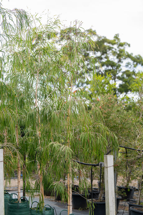 Fine Leaf Melaleuca - Melaleuca leucadendra 'Fine Leaf' - Brisbane Plant Nursery