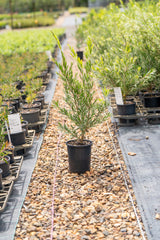 Hannah Ray Bottlebrush - Callistemon 'Hannah Ray' - Brisbane Plant Nursery